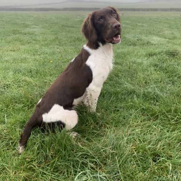 Health tested English springer spaniel