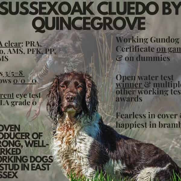 English Springer Spaniel Studs