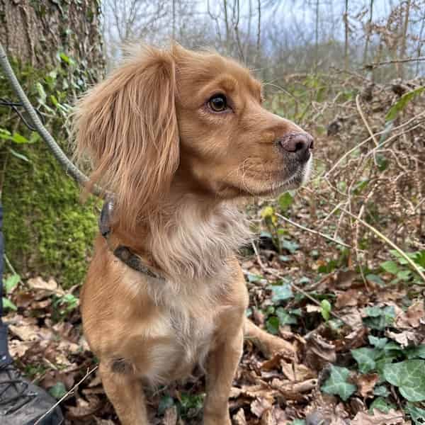 Lemon and White cocker spaniel for Stud