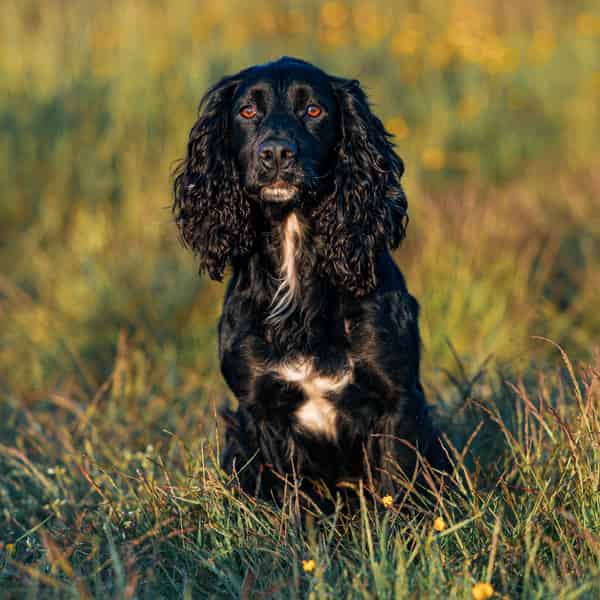 Angus - FTCH x FTCH - Scotland - carries all colours, tan point