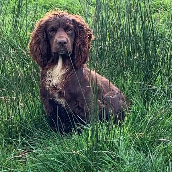 Working cocker Stud