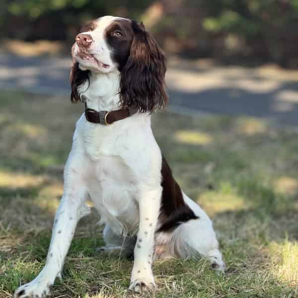 Beautiful Springer Spaniel for stud