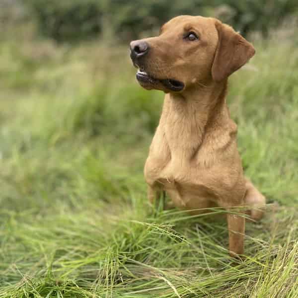 Beautiful Example of a Working Labrador. Red/Yellow