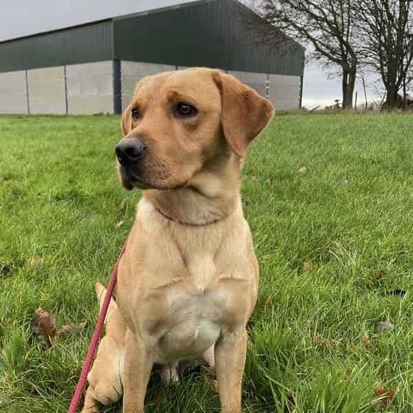 Yellow Labrador stud