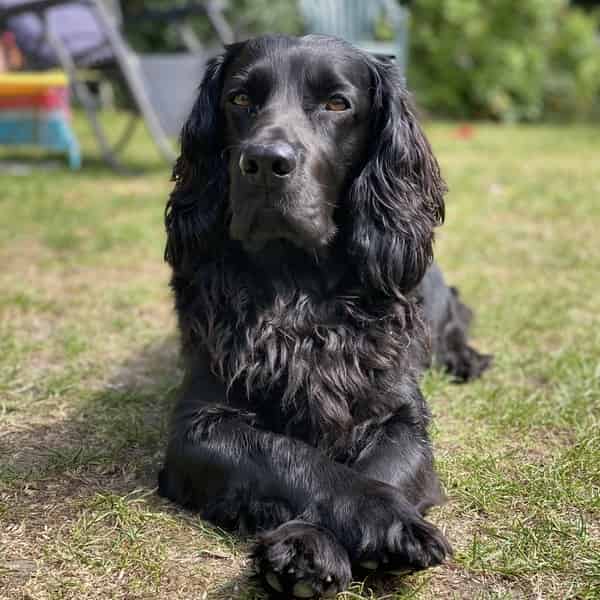 Gorgeous black working cocker
