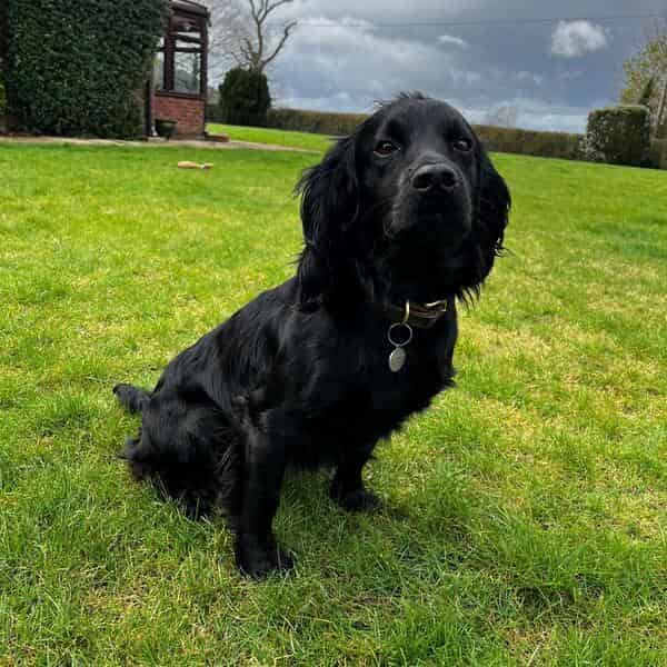 Working cocker spaniel for stud