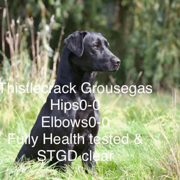 At stud  Thistlecrack Grousegas Hips 0-0