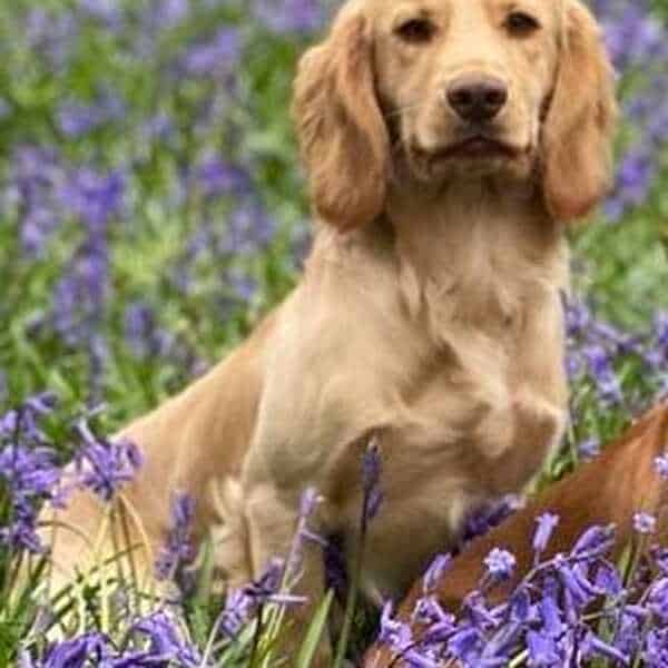 Master Murphy our Handsome Stud Dog,HEALTH TESTED