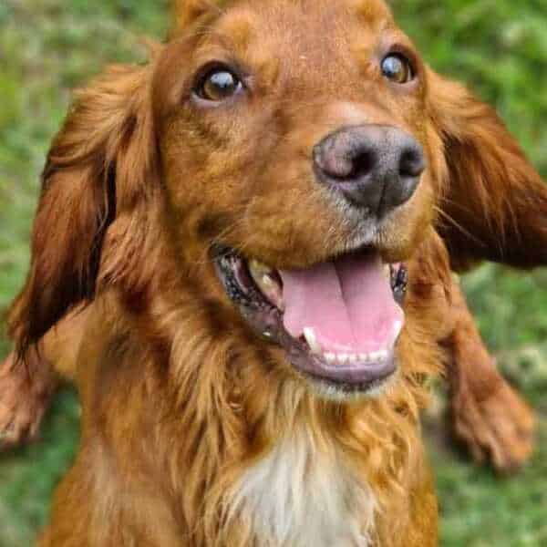 Proven,Fox red Stud dog, HEALTH TESTED