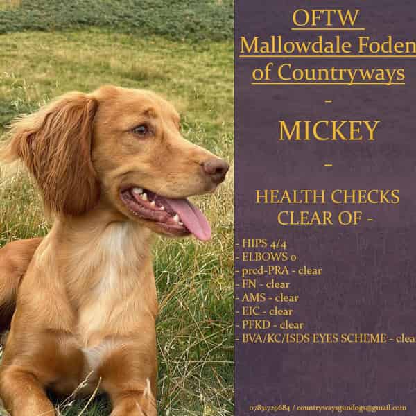 OFTW Red Handsome Stud,FULLY HEALTH TESTED