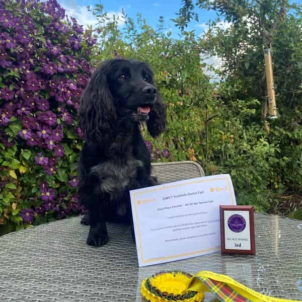 KC Reg Health tested working Cocker at Stud