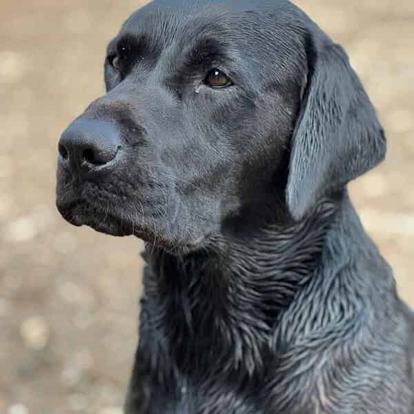 Proven Black KC Working Labrador Stud
