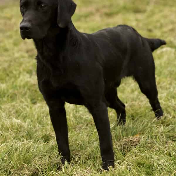 Health Tested Working Black Labrador