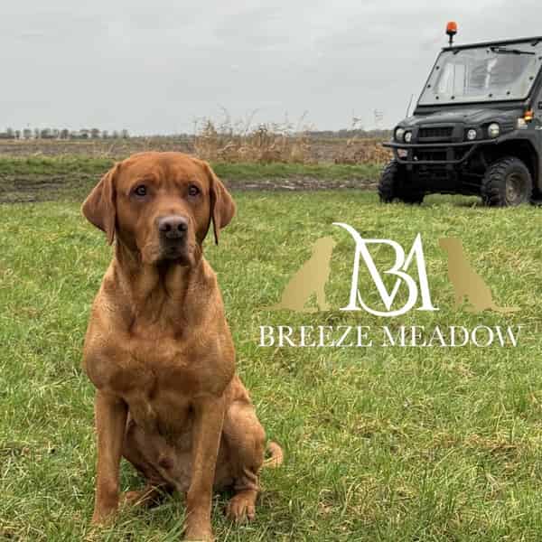 Proven and Fully Health Tested Dark Fox Red Lab