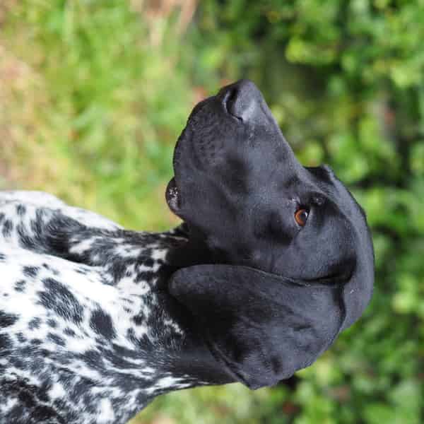 Health tested working GSP stud