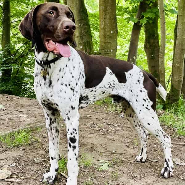 GSP Stud dog