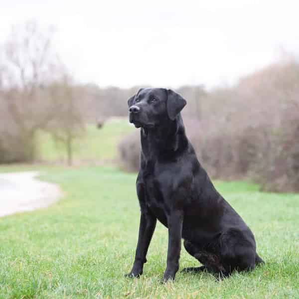 Fully health tested working Labrador