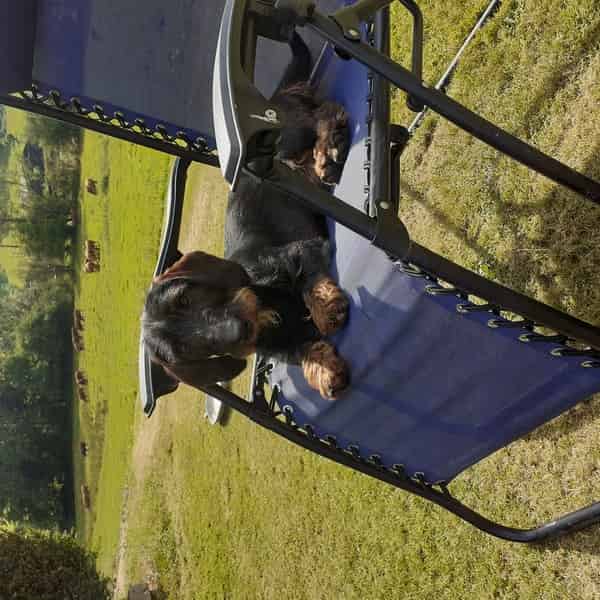 KC REGISTERED STANDARD WIRE HAIRED DACHSHUNDS