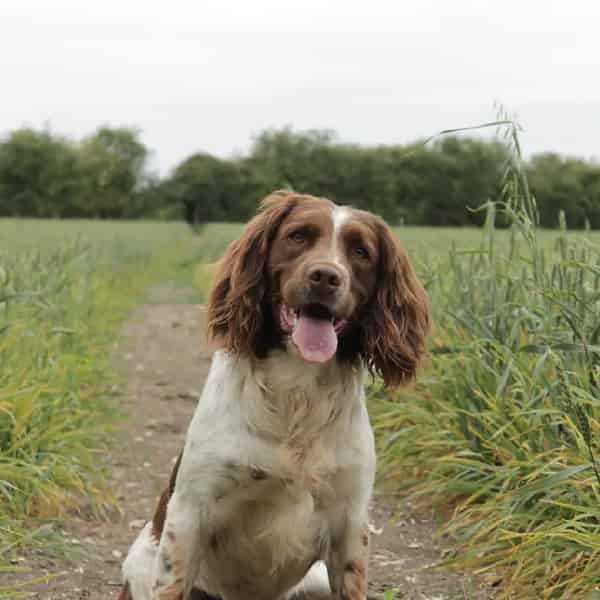 Gamekeepers Health tested springer spaniel