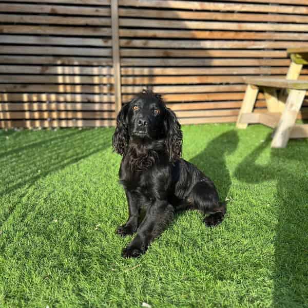 FTW/OFTAW cocker stud dog