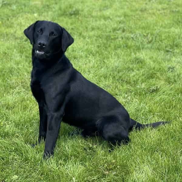 0/0 Hips, Fully Health Tested -FTCH Pedigree