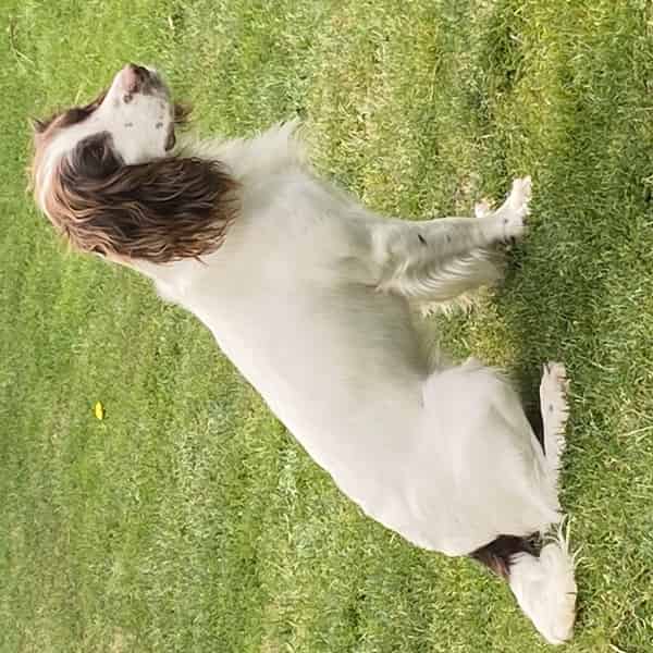Dog for Stud