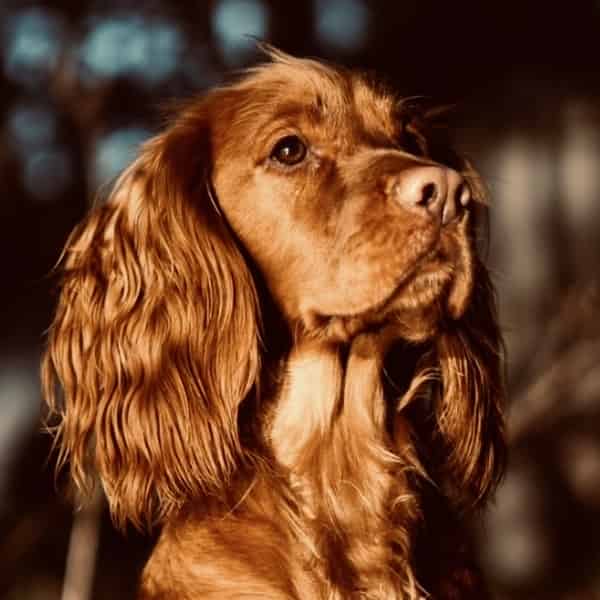 Red working cocker standing at stud