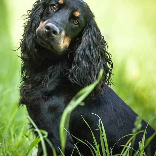 FULLY HEALTH TESTED WORKING COCKER DOG