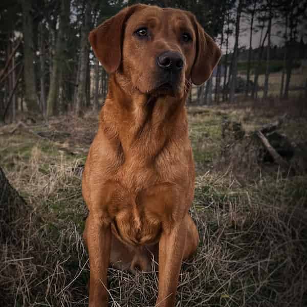 KC Fox Red Health Tested Labrador Stud