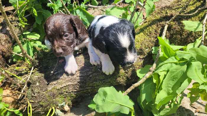 K.c registered English Springer Spaniel Puppies