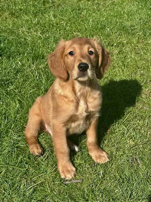Golden retriever males fully health tested parents