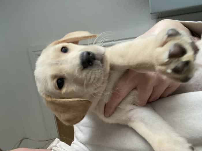 KC registered yellow Labradors
