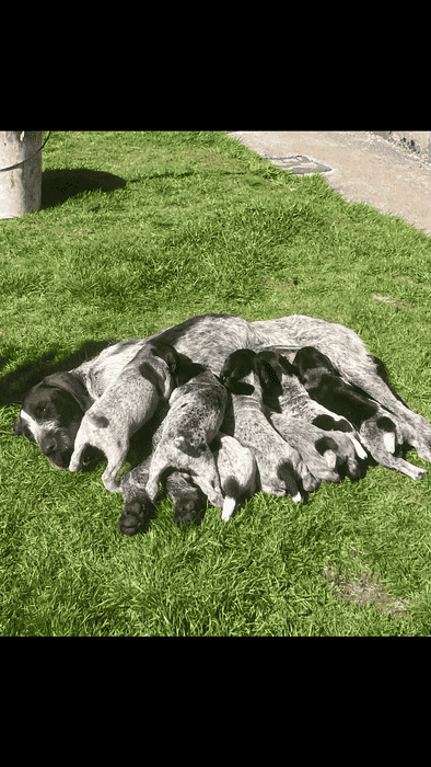 GWP puppies