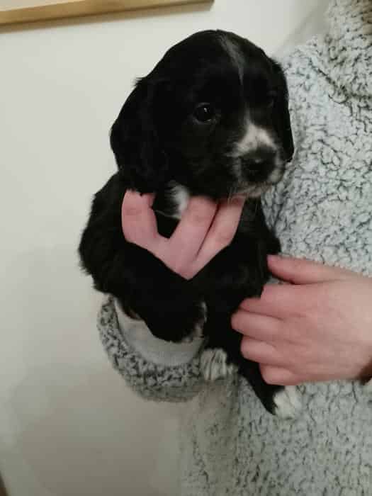KC REGISTERD WORKING COCKER SPANIEL PUPS