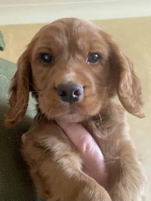 KC registered Health tested pup