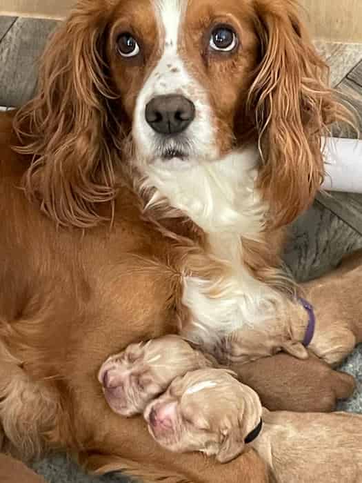Pure cocker spaniel pups