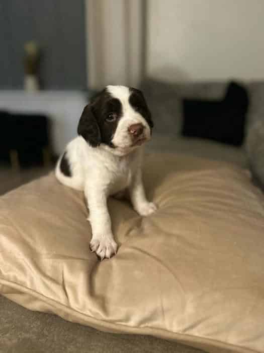 Springer spaniel puppies