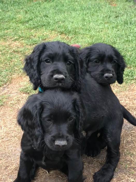 Working Cocker Spaniel Puppies