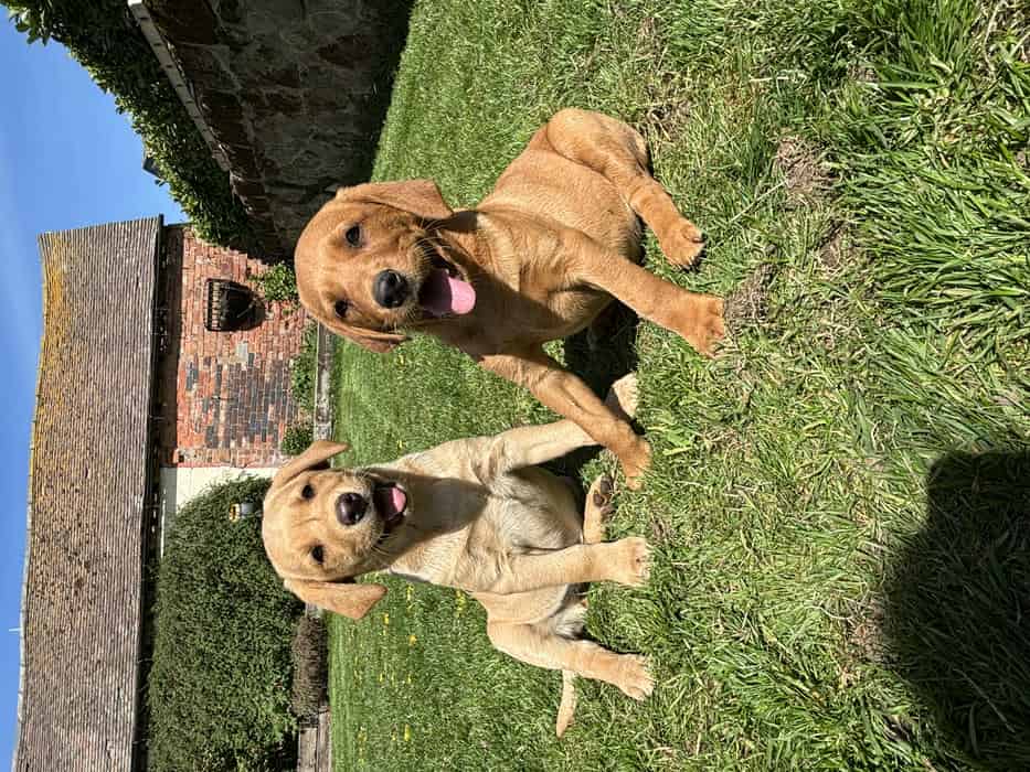 Beautiful Labrador Puppies