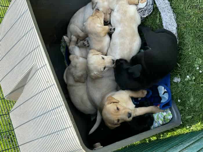 Labrador puppies available 25/4/2025