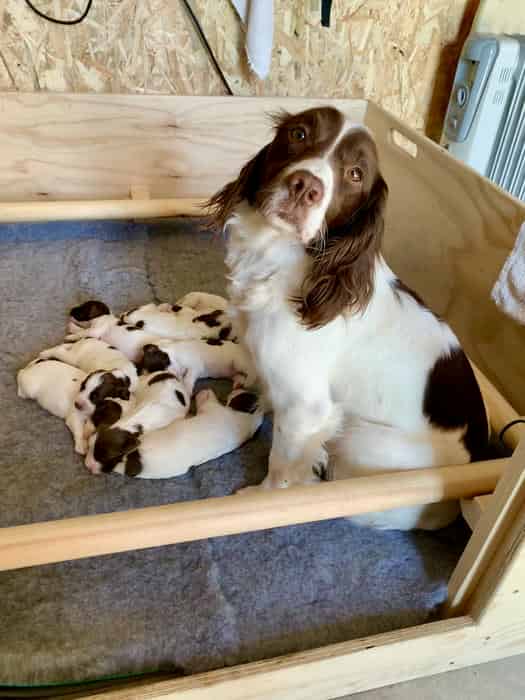 KC Registered Springer Spaniel Pups