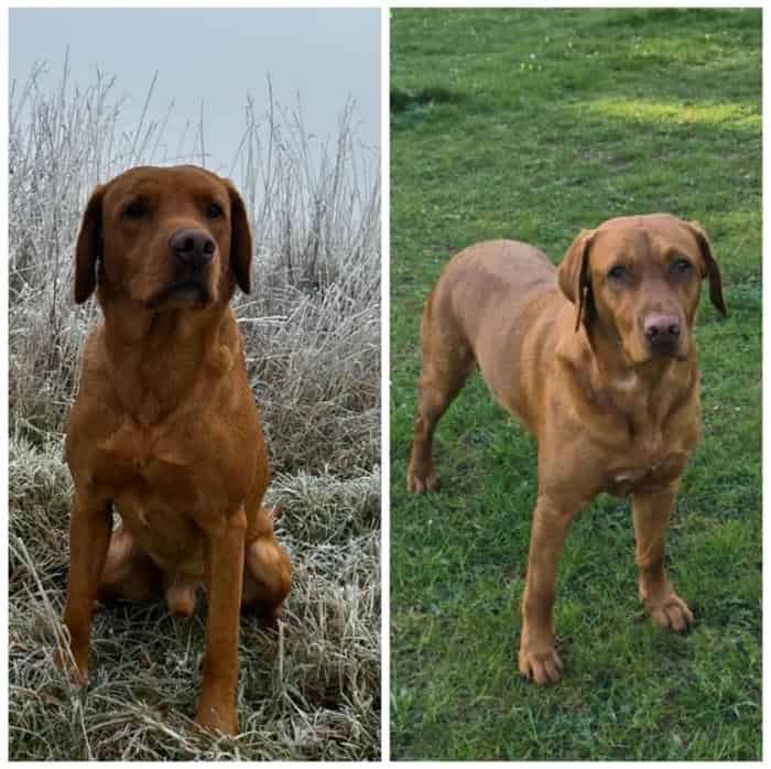 Fox Red Labrador Puppies for Sale KC Registered | Experienced Breeders