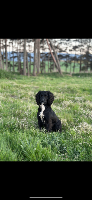 Trained Cocker bitch
