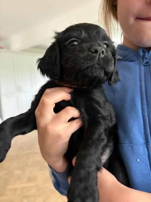 Cocker Spaniel puppies