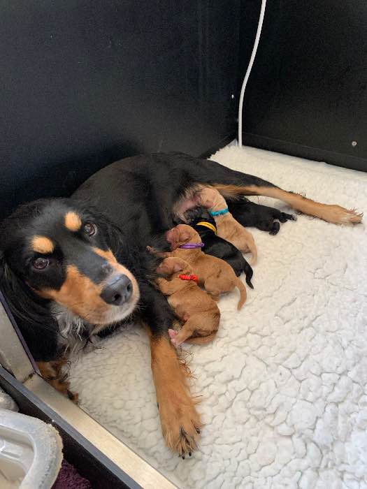 Dejagro Gundogs puppies