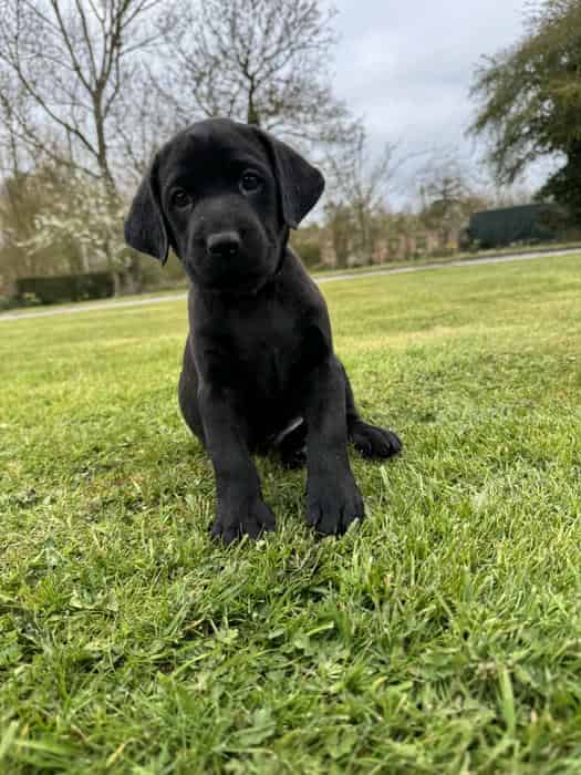Black labrador retriever gun dogs