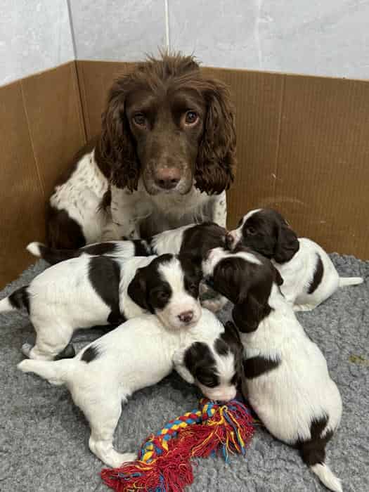ESS liver & white puppies 2 Boys left