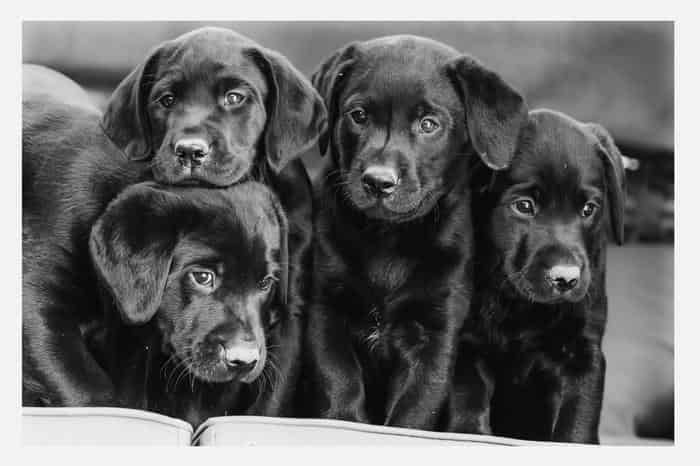 Beautiful Fox Red Field Trial Labrador @stud