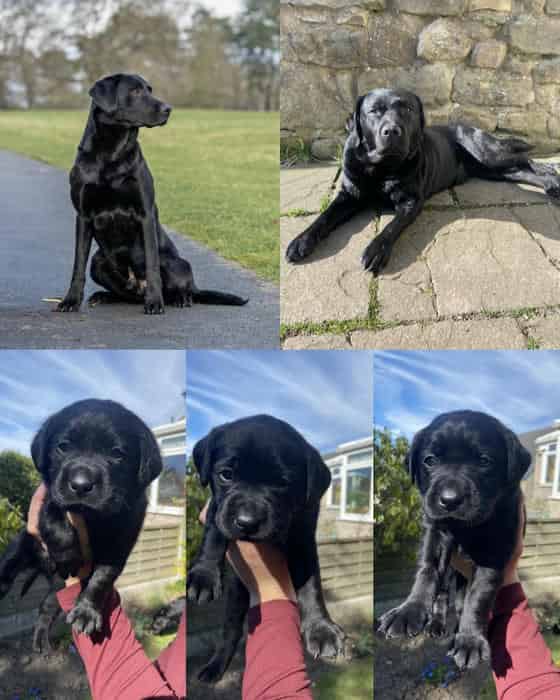 KC Black Labrador Puppies
