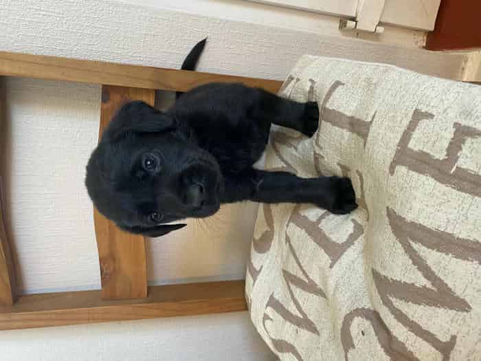 Black Labrador puppies